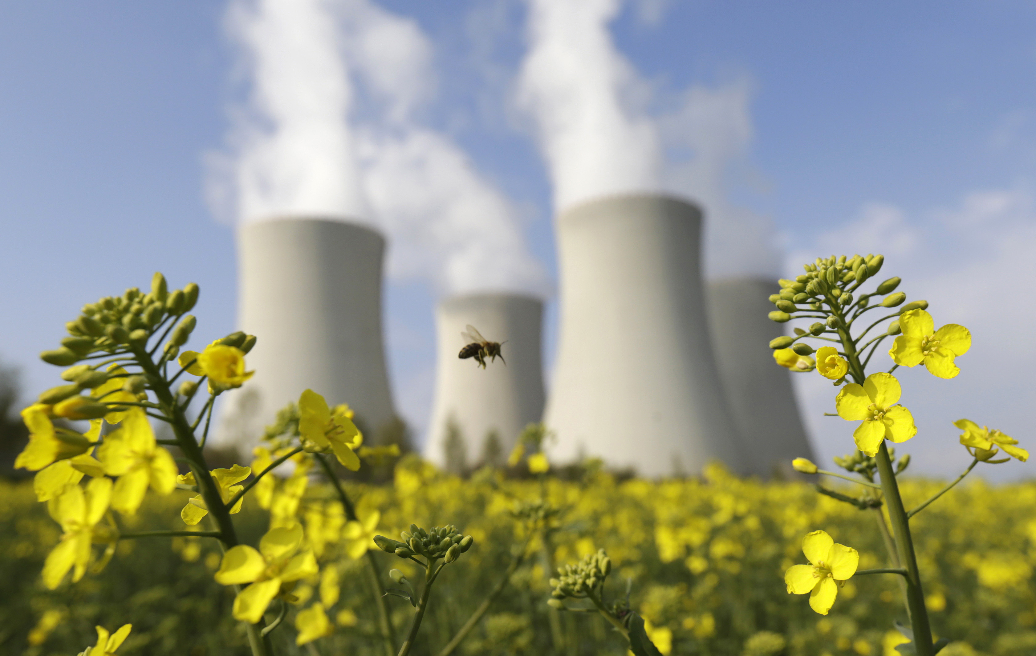 A mustard field near the cooling towers of the Temelin nuclear power plant in the Czech Republic, 12 April 2014