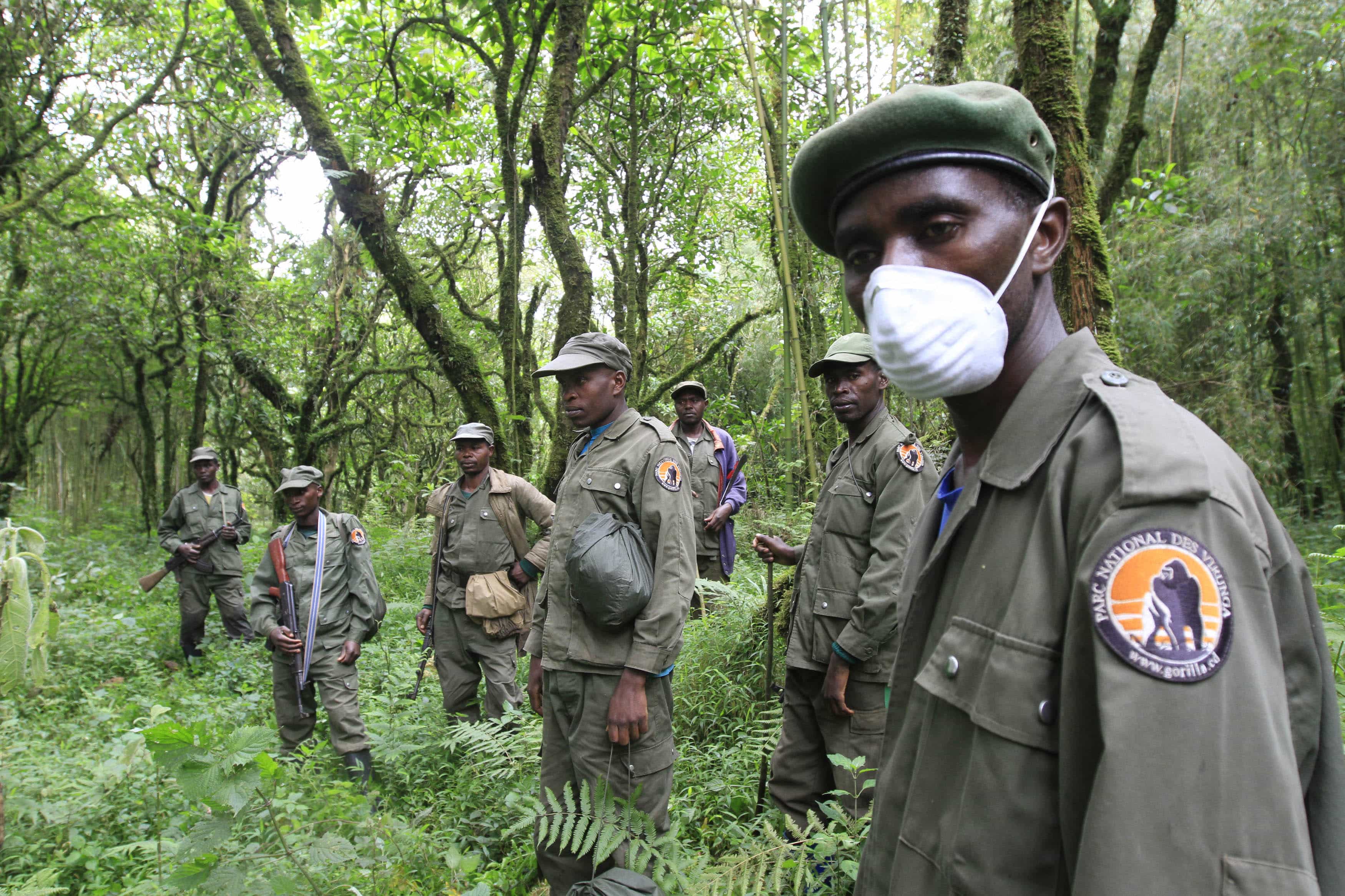 Park wardens stand by as they bring tourists to see mountain gorillas in Virunga national park, REUTERS/James Akena