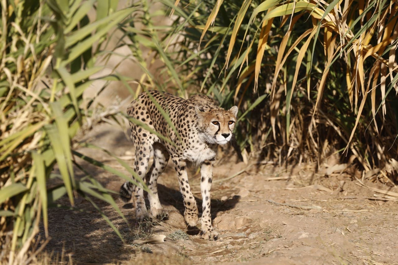 A female Asiatic Cheetah, an endangered species found in Iran, walks in an enclosure at the Pardisan Park in Tehran, 10 October 2017, ATTA KENARE/AFP/Getty Images