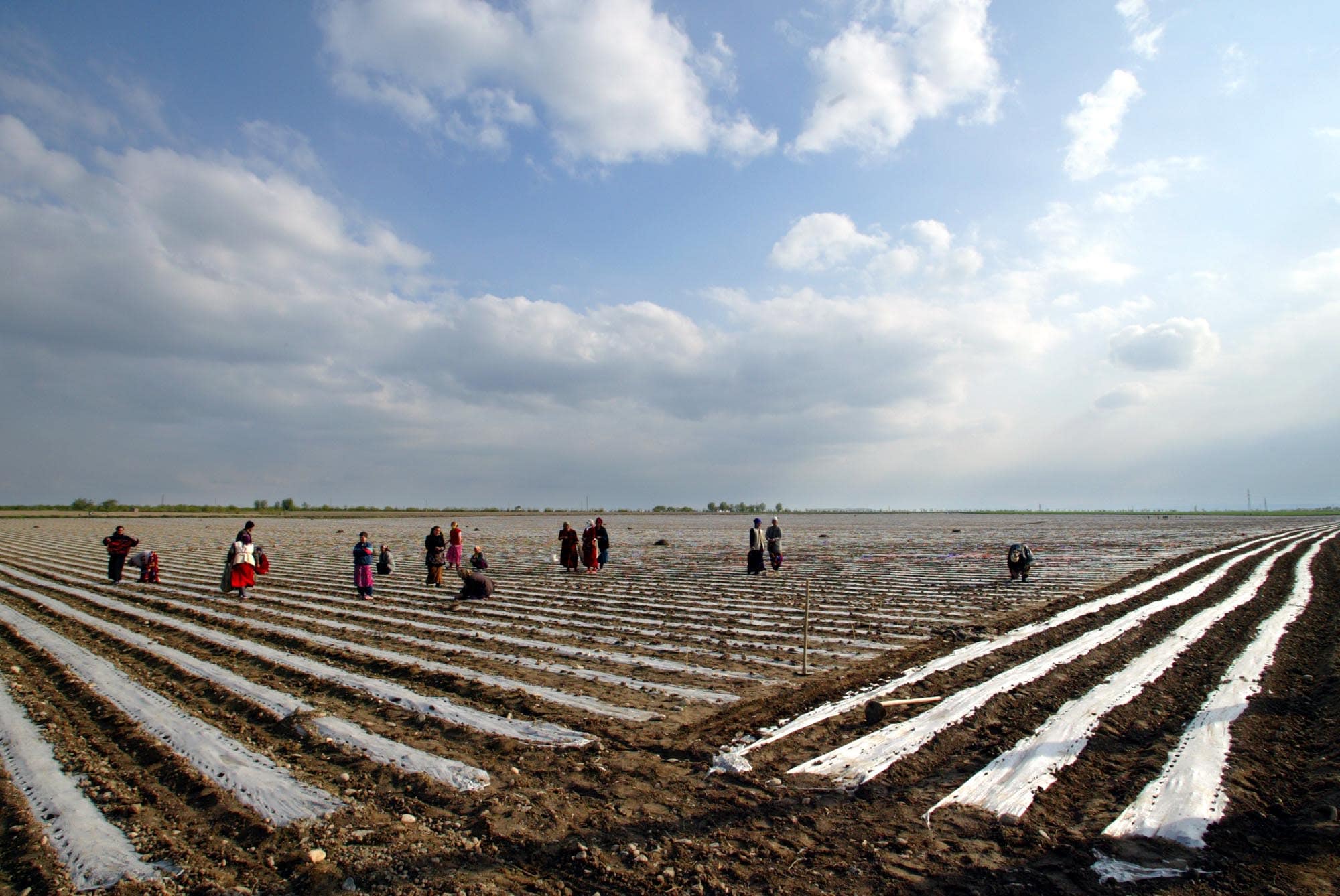 Women pick cotton in the town of Andijan, Uzbekistan. Recently-arrested journalist Sergei Naumov has covered sensitive issues such as use of forced labour in cotton farming in Uzbekistan., AP Photo/Mikhail Metzel