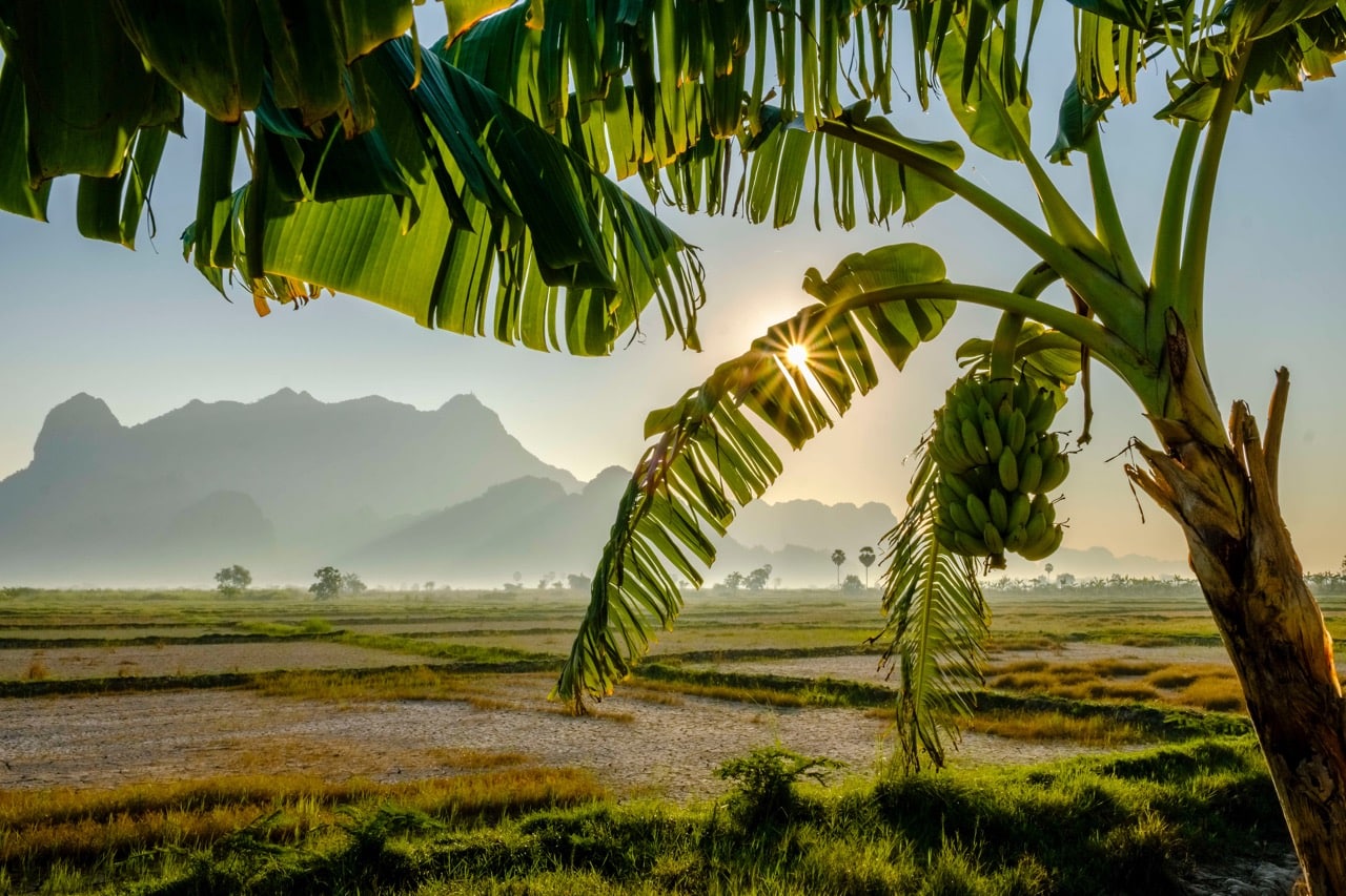 A banana plant with the hills around Mt. Zwegabin in the distance, Kayin State, Burma, 21 December 2017, Frank Bienewald/LightRocket via Getty Images