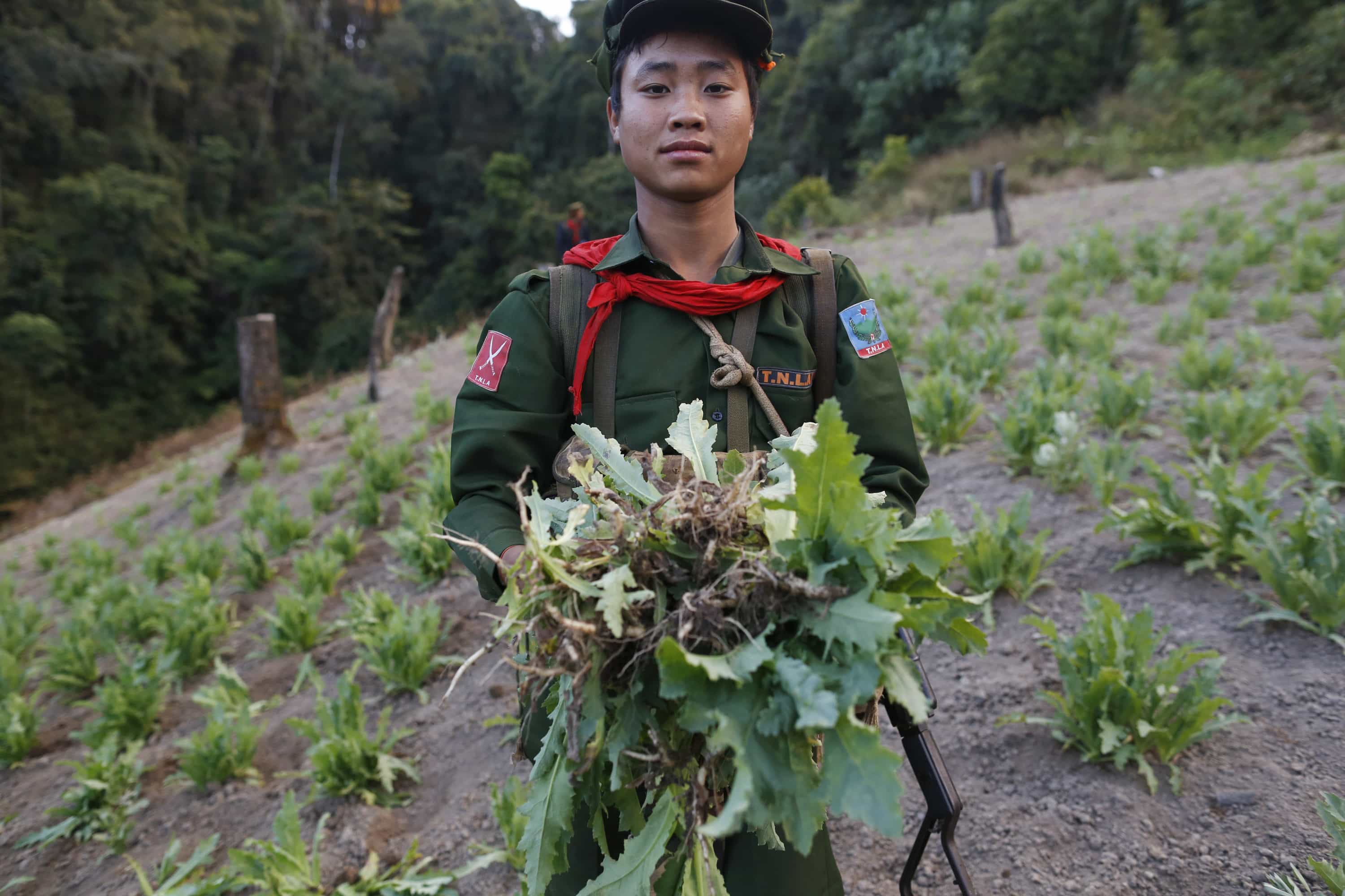 A Taang National Liberation Army (TNLA) soldier displays poppy plants as the army destroys an opium field in Mantong township, northern Shan state, Burma, 16 January 2014, REUTERS/Soe Zeya Tun