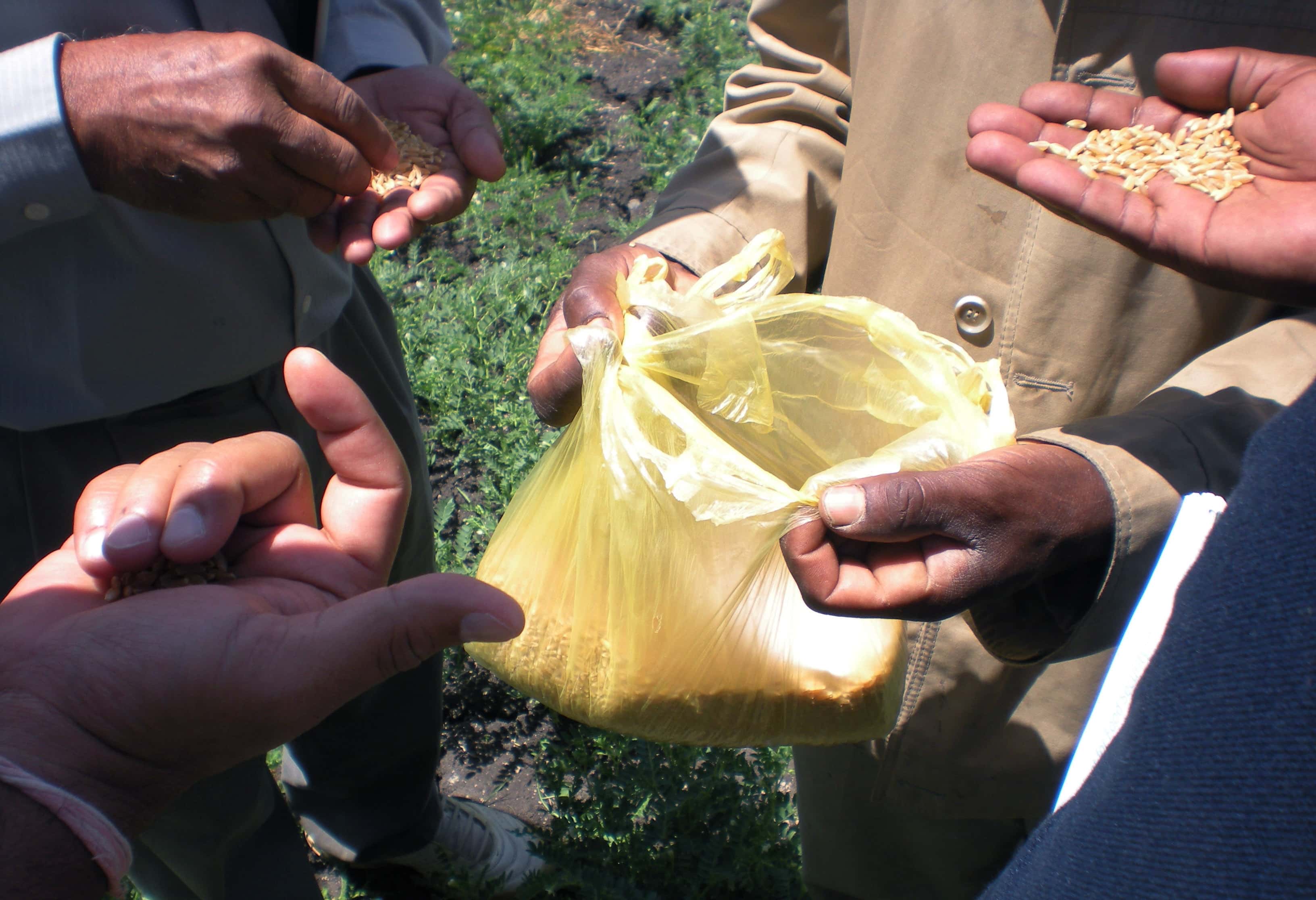 This photo taken on 10 October 2012 shows participants of a field trip in the Wheat for Food Security in Africa conference examining wheat in a plastic bag in Debre Zeit, Ethiopia., AP Photo/Kirubel Tadesse Ayetenfisu