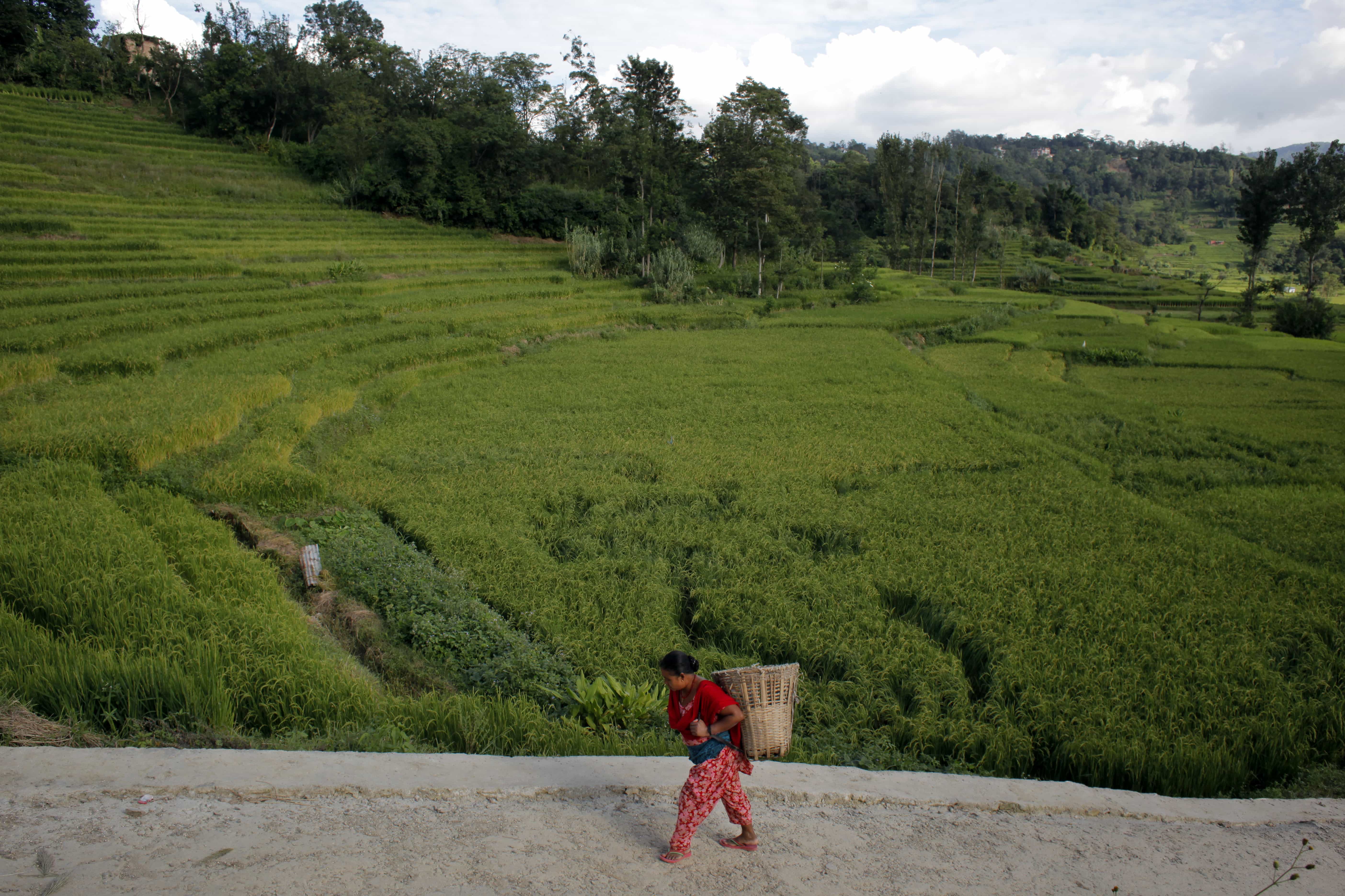 A Nepalese woman carrying a basket returns home after working in an agricultural field in Khokana, Lalitpur District, Nepal, 26 September 2016, AP Photo/Niranjan Shrestha