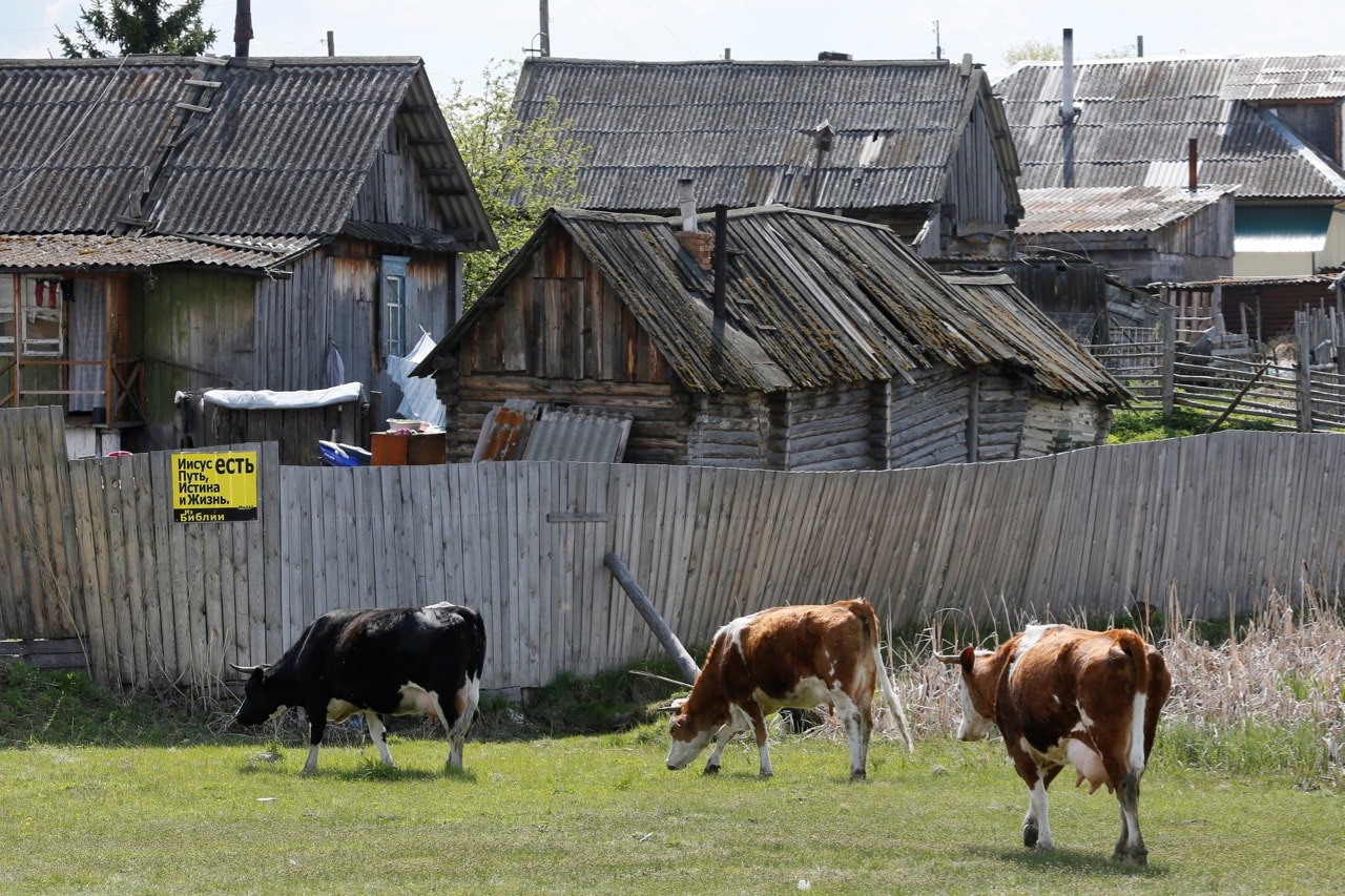 Cows graze in Bolshaya Inya village, Minusinsk district of Krasnoyarsk region, Siberia, Russia, 21 May 2016, REUTERS/Ilya Naymushin