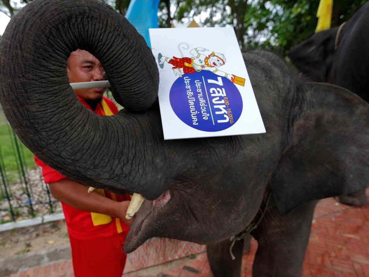 An elephant holds a poster during a campaign ahead of the August 7 referendum in Auytthaya province, north of Bangkok, August 1, 2016 , REUTERS/Chaiwat Subprasom
