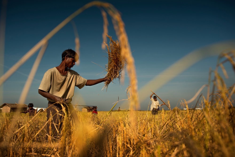 Un Rohingya dans une rizière, à Sittwe, Birmanie, le 16 décembre 2012; près d’un million de Rohingyas ont fui l’Etat de l’Arakan ces dernières années. Jonas Gratzer/LightRocket via Getty Images